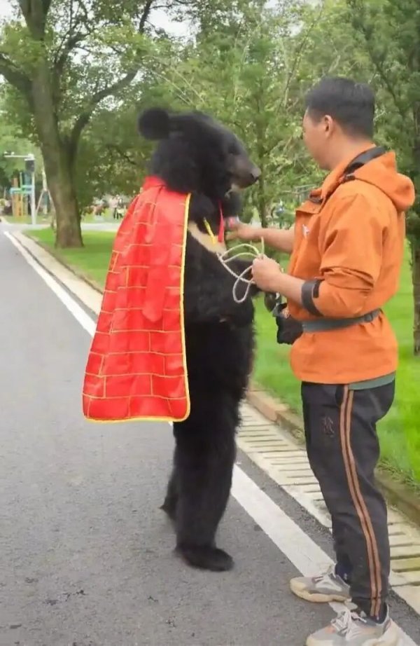 信汇网 黑熊披着袈裟在动物园“溜达”，被怀疑是人扮的，园方：是真熊