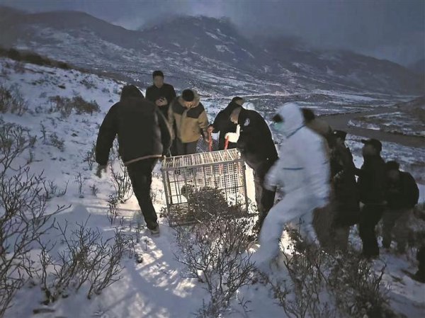 富投恒盈 牵挂雪豹“凌小芒”