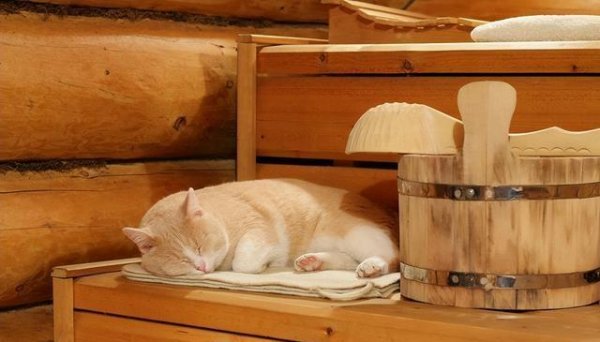 稳拿证券 揭秘猫咪“蜷缩在角落里”的四大隐情：爱的避风港还是无声的求助